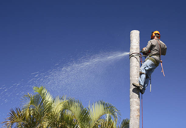 Reliable Randolph Af, TX Tree Care Solutions