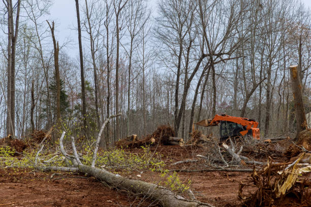 Best Tree Removal  in Randolph Af, TX