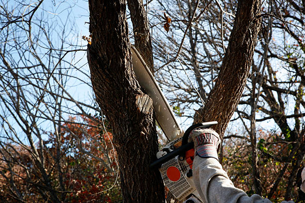 Best Fruit Tree Pruning  in Randolph Af, TX